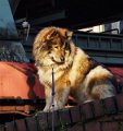 neu (10)
